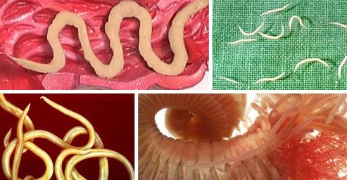 Types of parasites